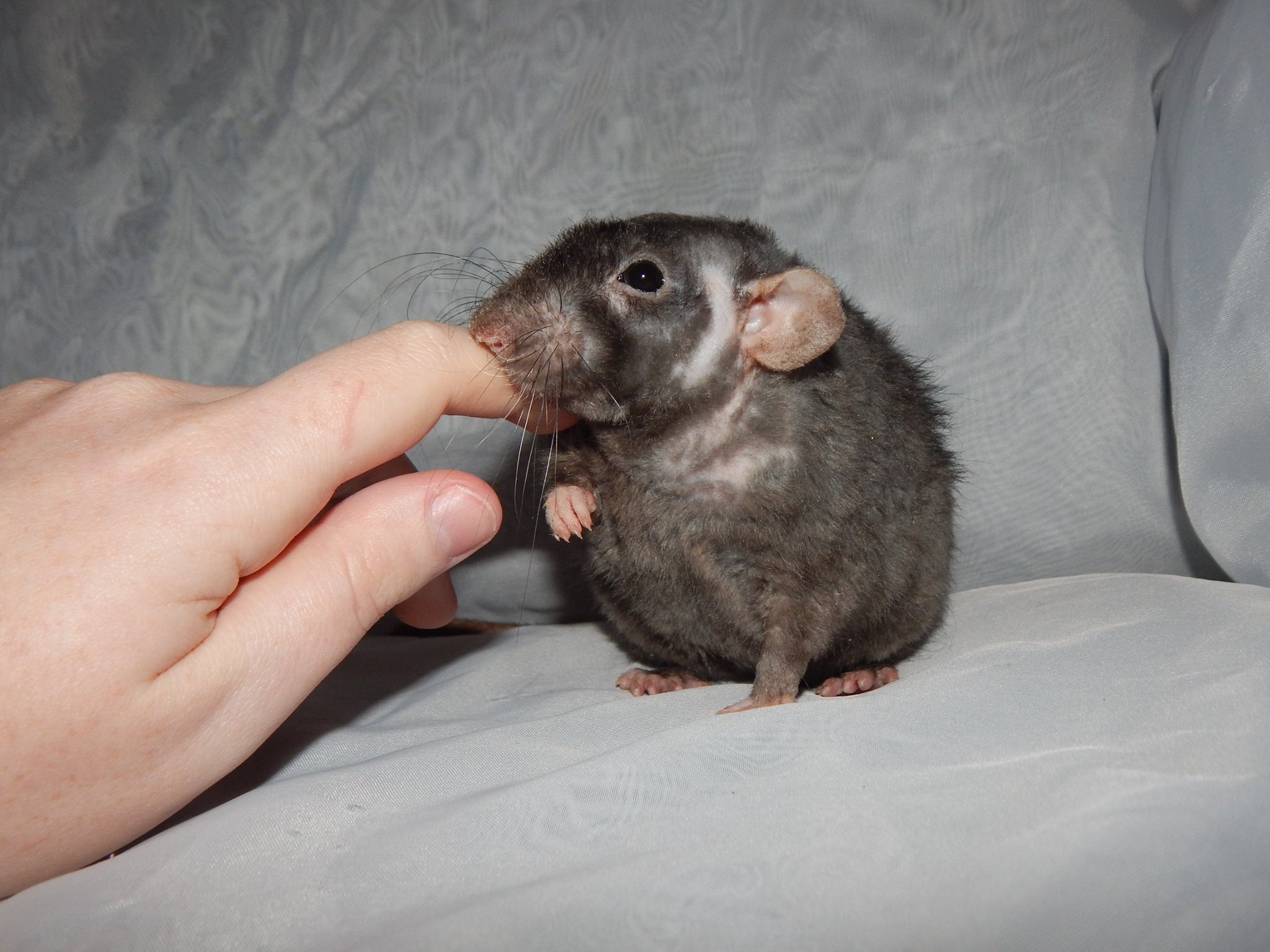 Détresse respiratoire