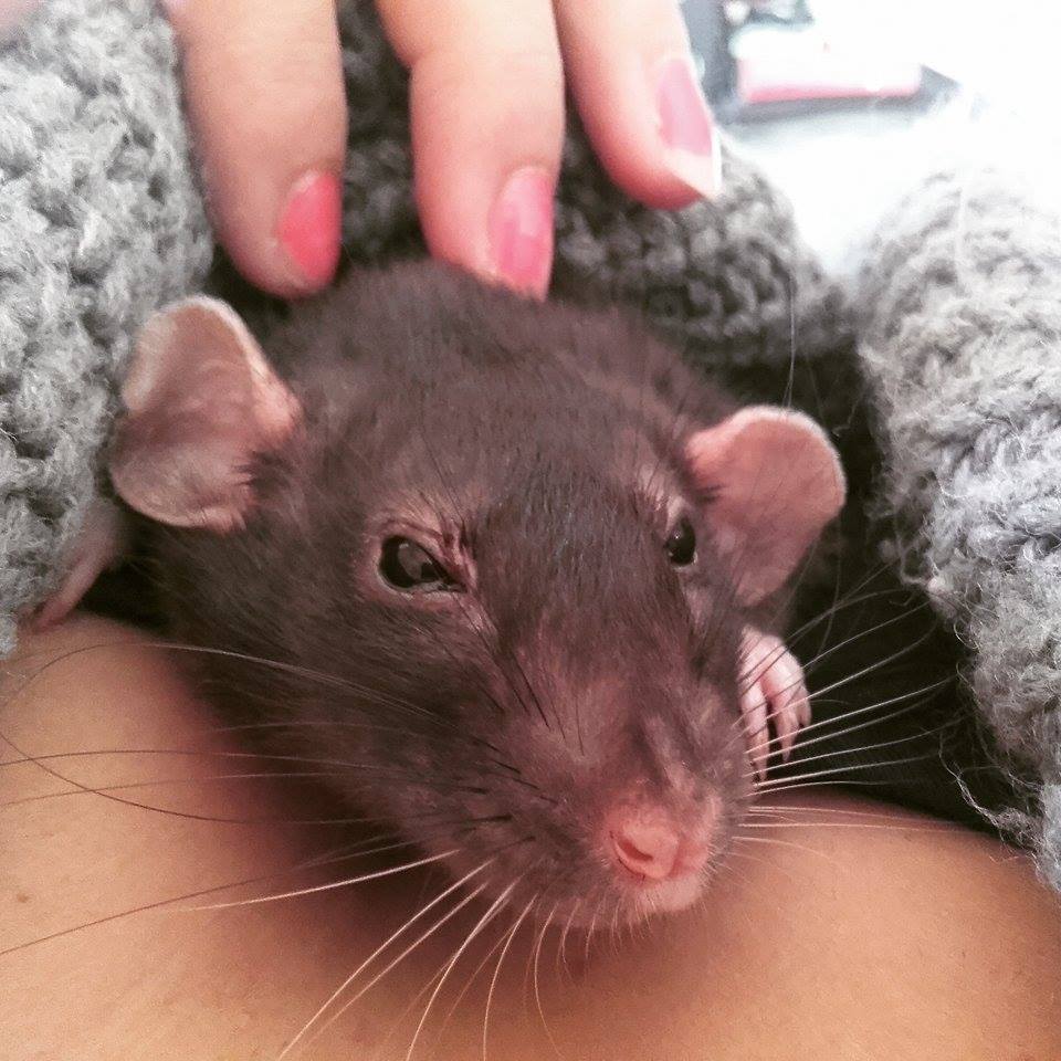 Problèmes respiratoires chez le rat