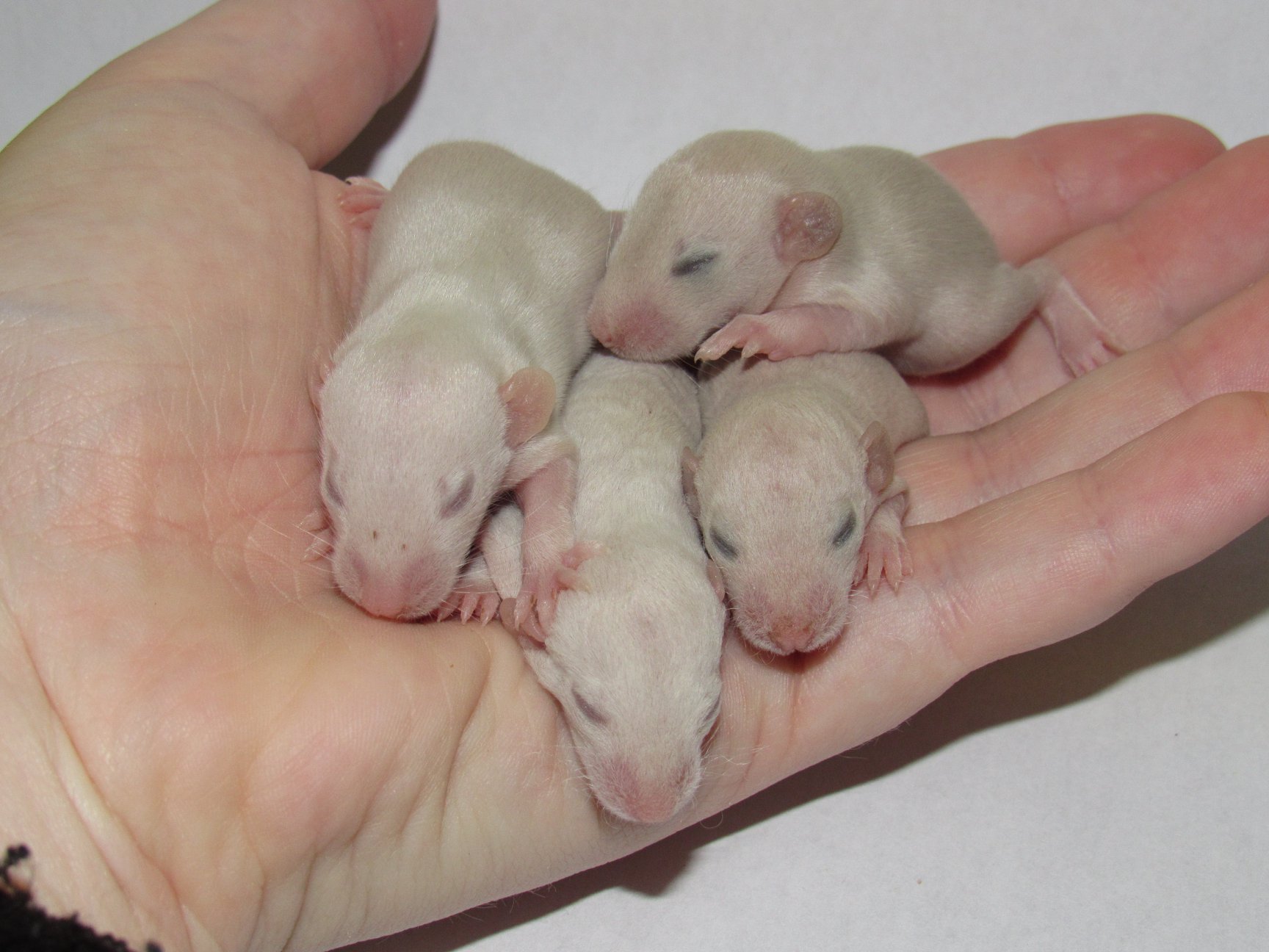 Coût d&rsquo;une adoption de rats