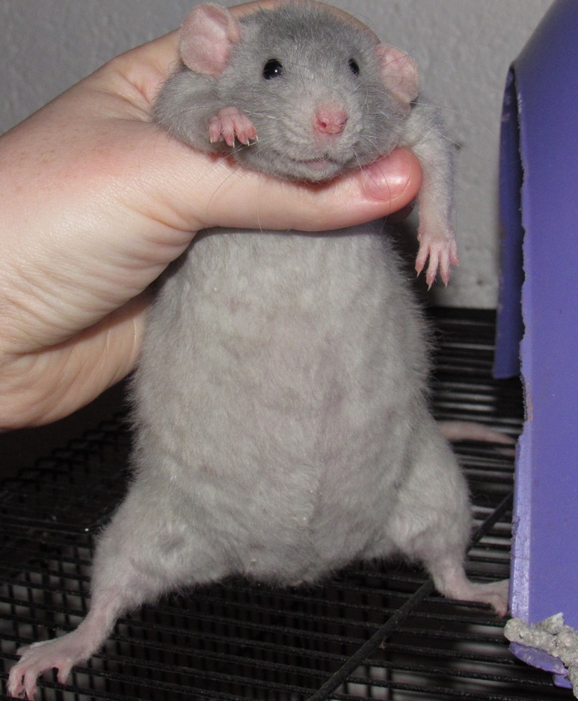 Sevrage et maturité sexuelle – Rat