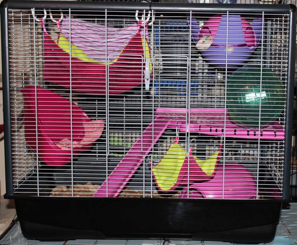 Emplacement de la cage