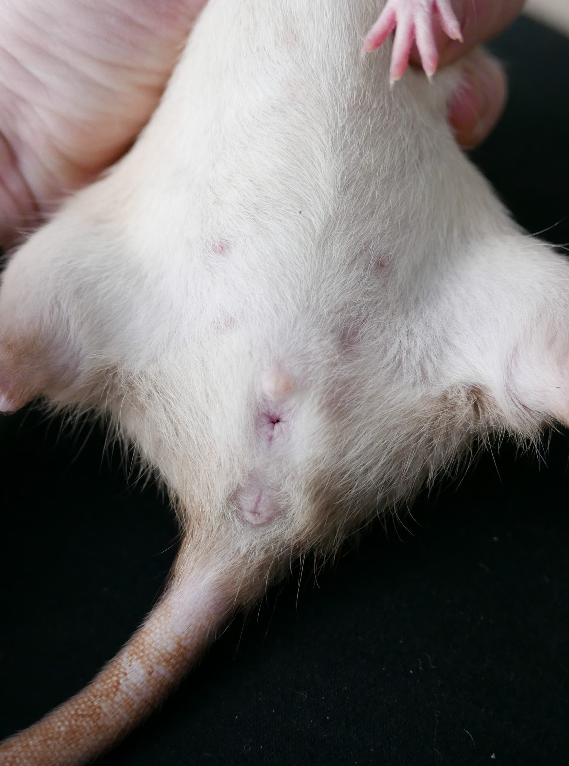 Chaleur chez la femelle