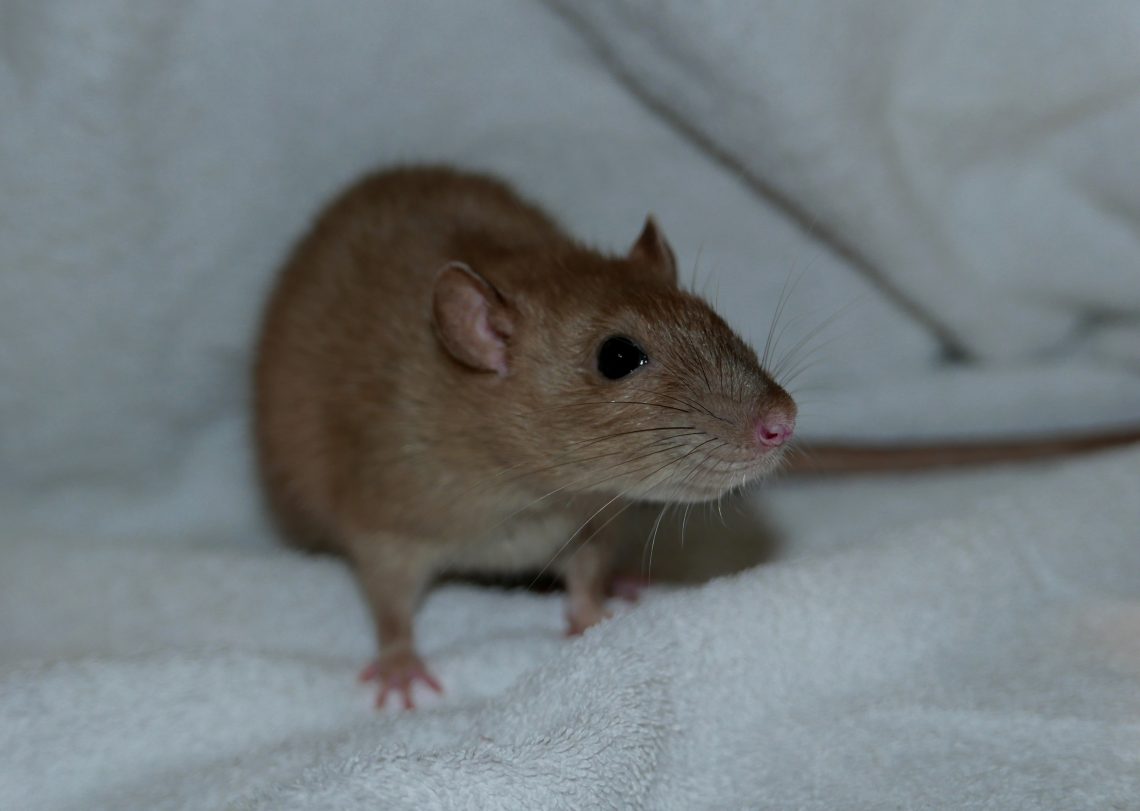 Vesper