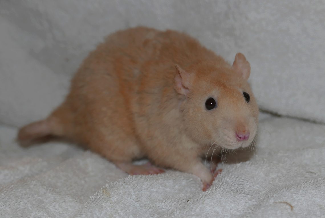 Gertrude