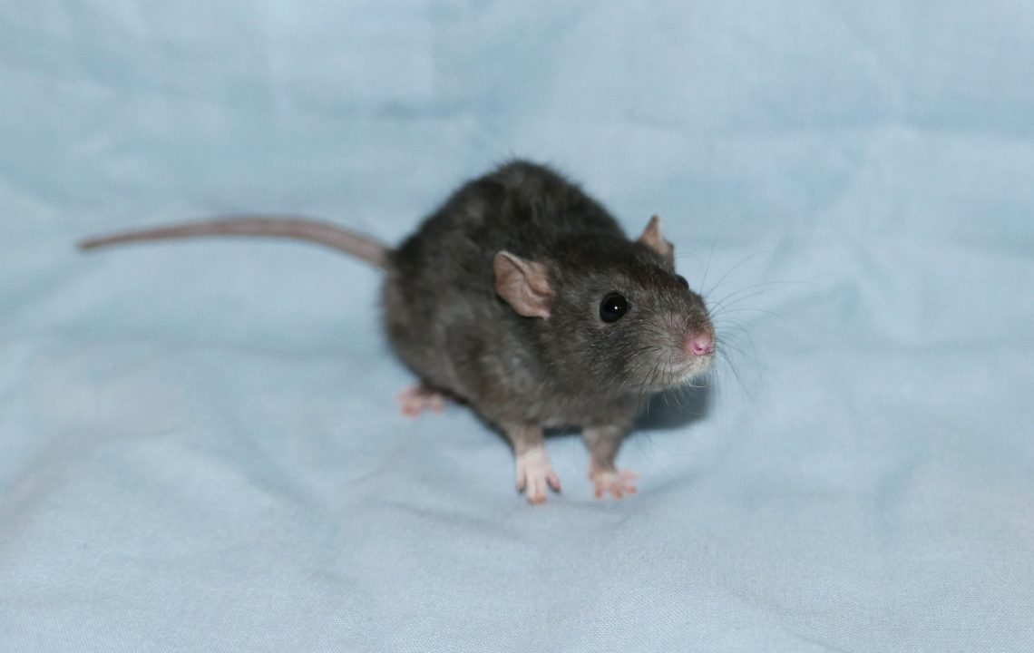 Glyde (nain)