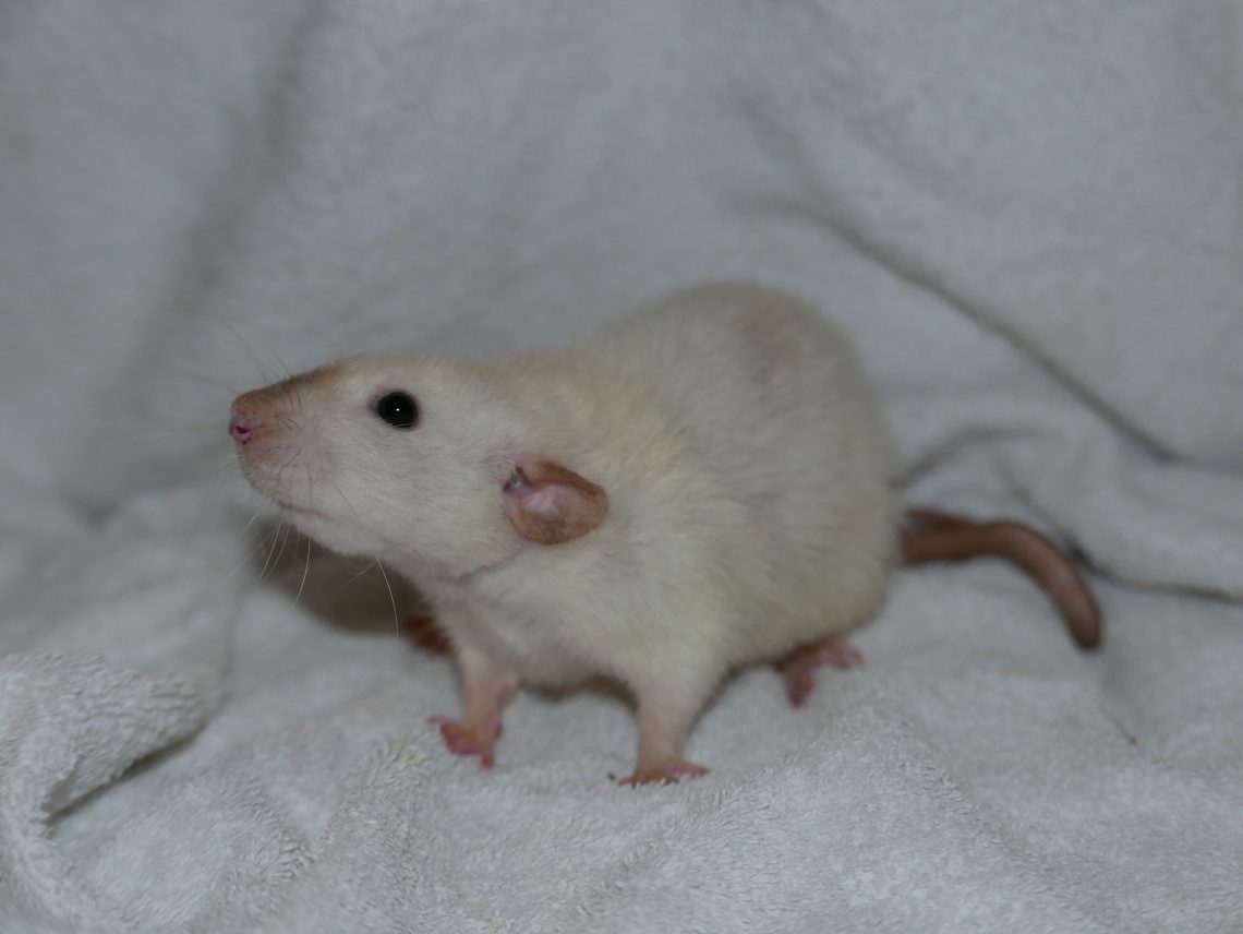 Cosma