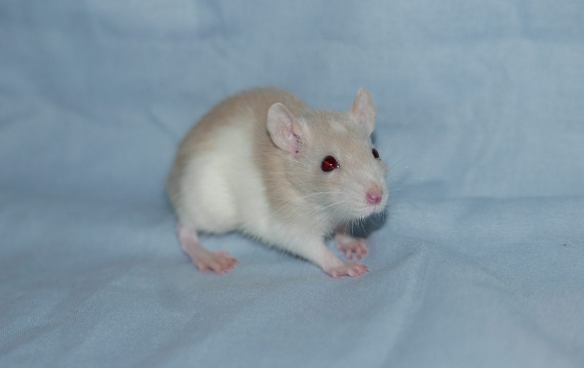 Vega (nain)