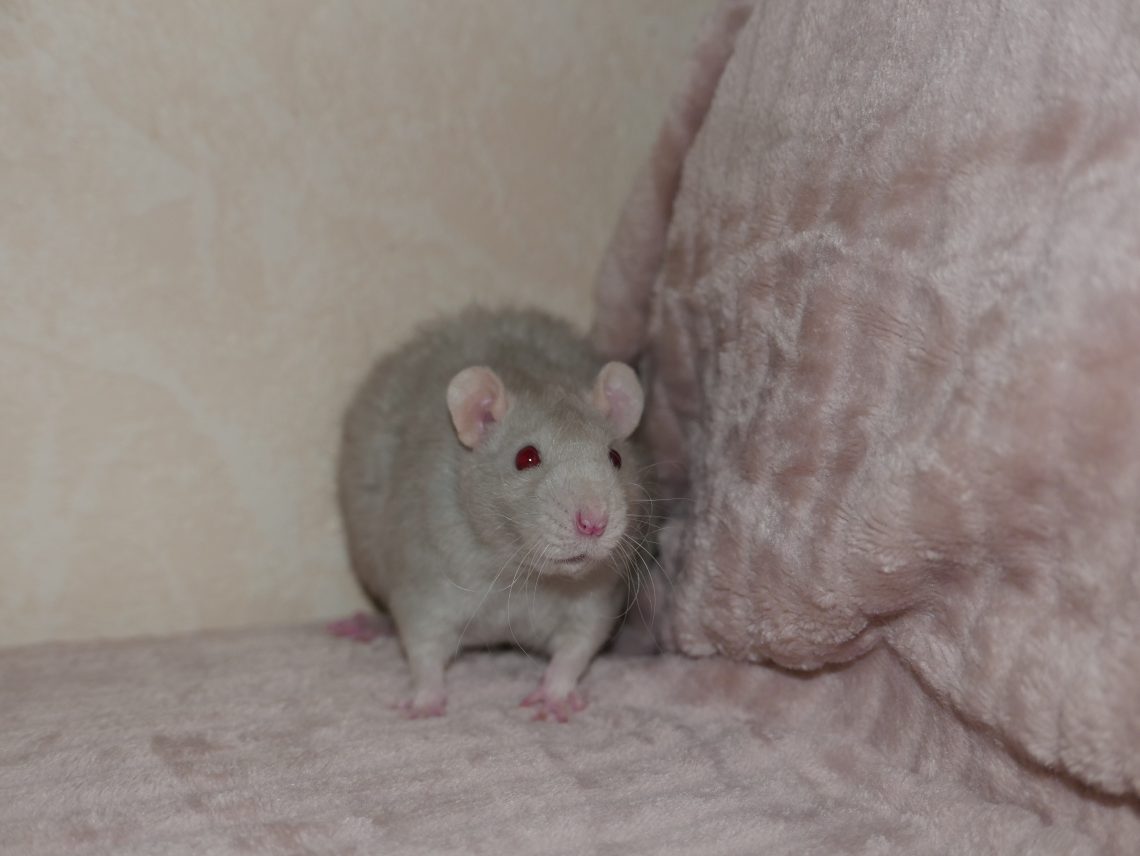 Enina
