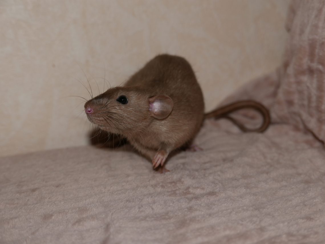 Horius
